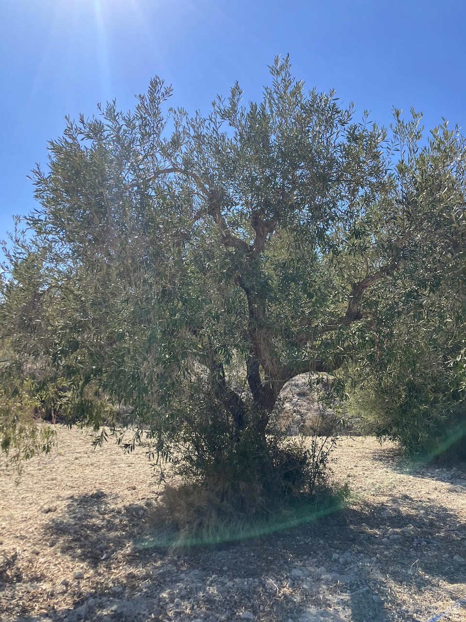 Plots for sale in Benissa Costa Blanca, Alicante, Spain