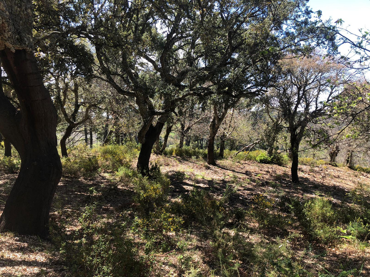 Se vende Terreno Rustico  en Costa Del Sol, Málaga, España