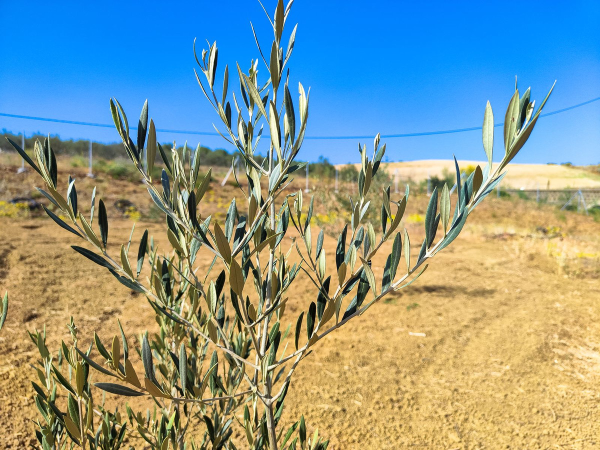 Se vende Terreno Rustico  en Costa Del Sol, Málaga, España