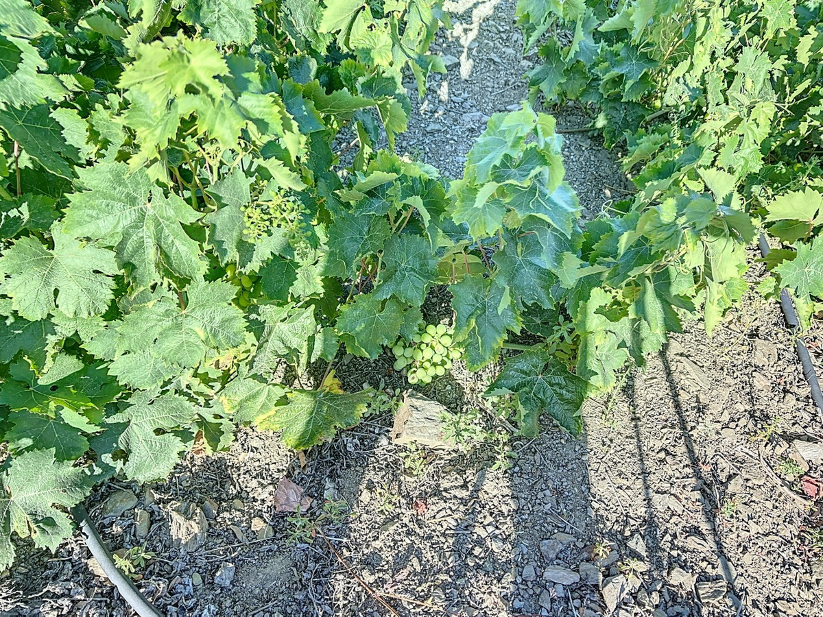 Se vende Finca - Cortijo de 1 dormitorios en Costa Del Sol East, Málaga, España