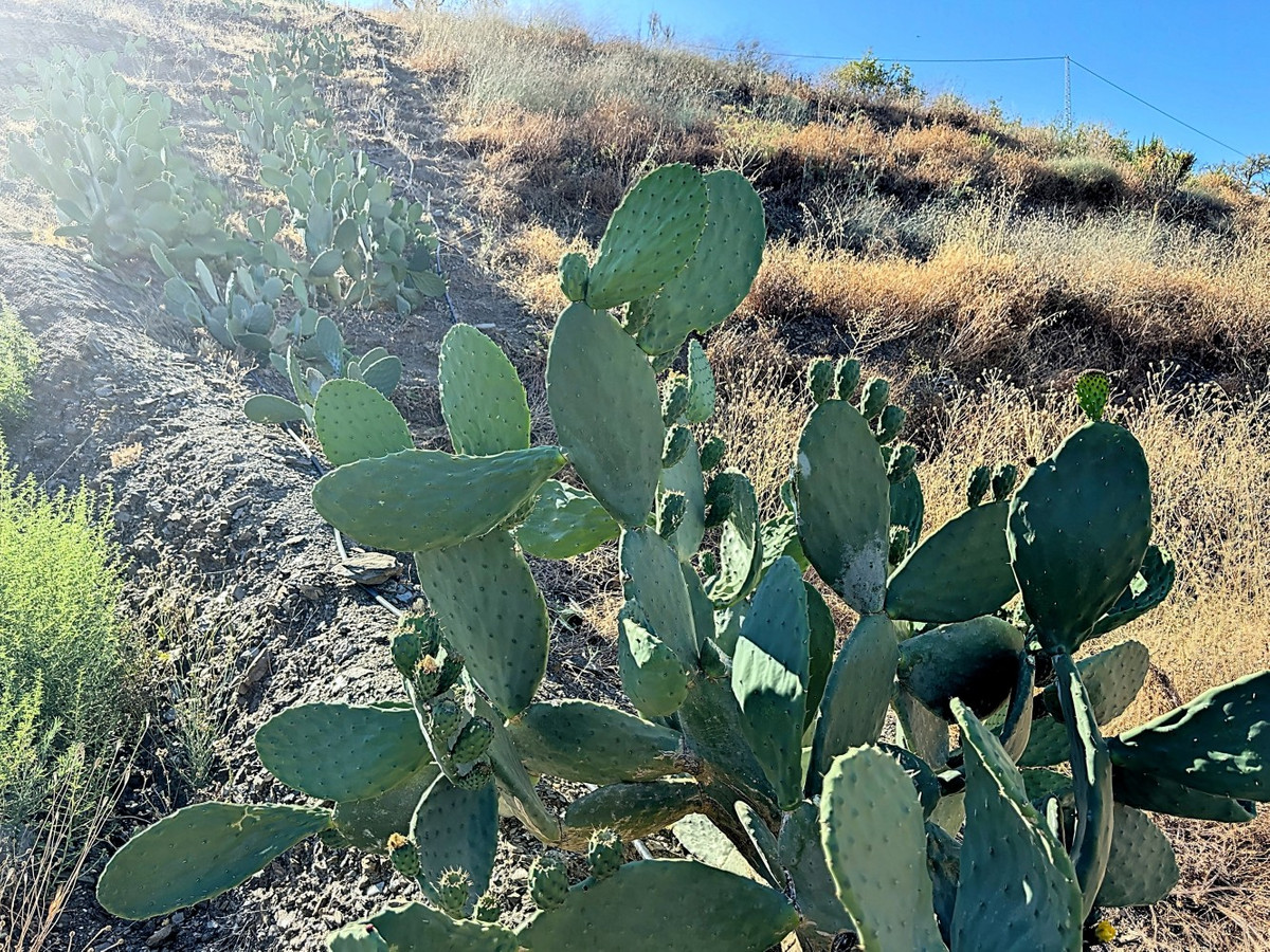 Se vende Finca - Cortijo de 1 dormitorios en Costa Del Sol East, Málaga, España