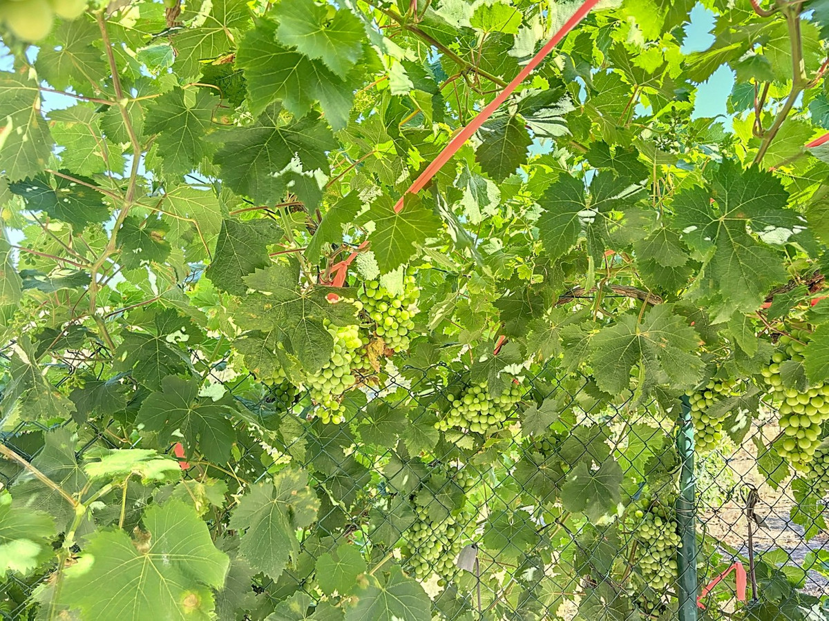 Se vende Finca - Cortijo de 1 dormitorios en Costa Del Sol East, Málaga, España