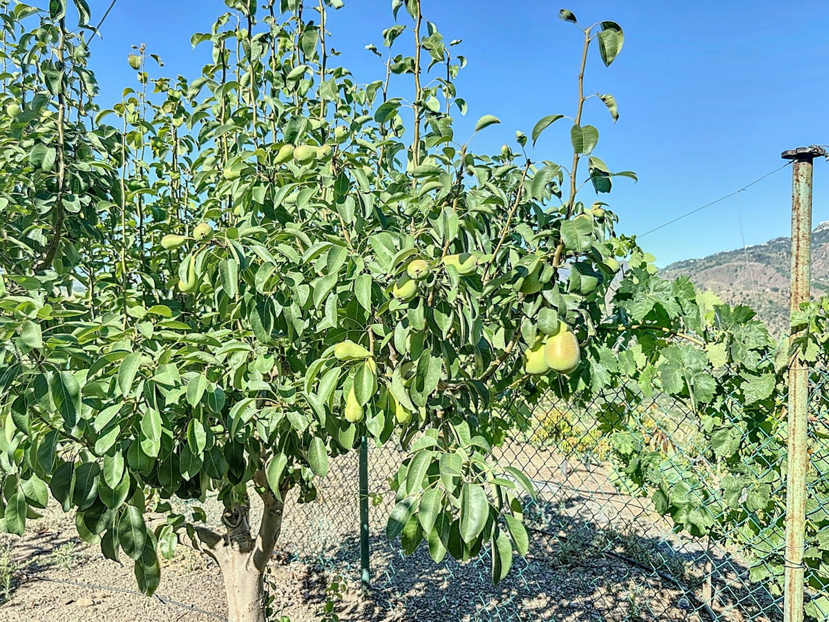 Se vende Finca - Cortijo de 1 dormitorios en Costa Del Sol East, Málaga, España
