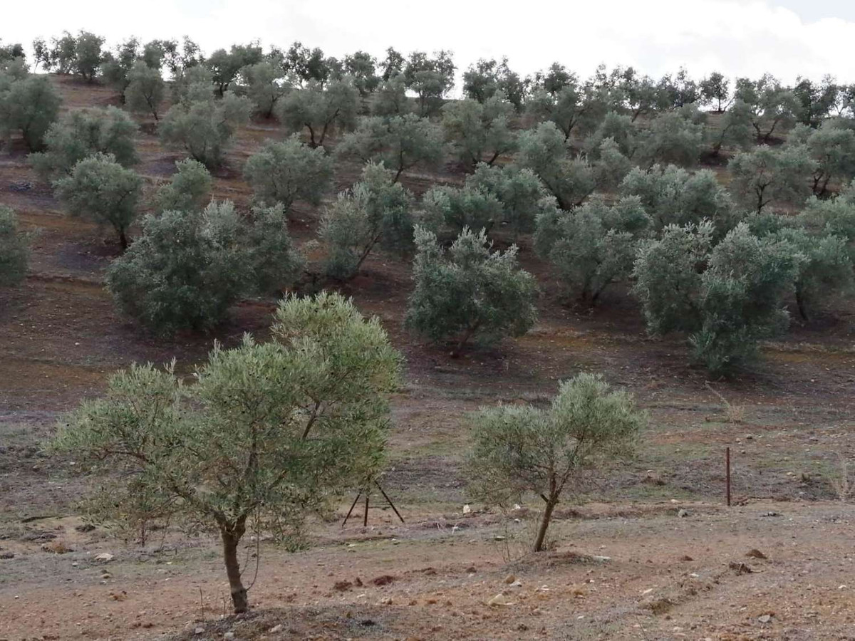 1 Bed Plots for sale in Sierra De Yeguas Málaga, Málaga, Spain