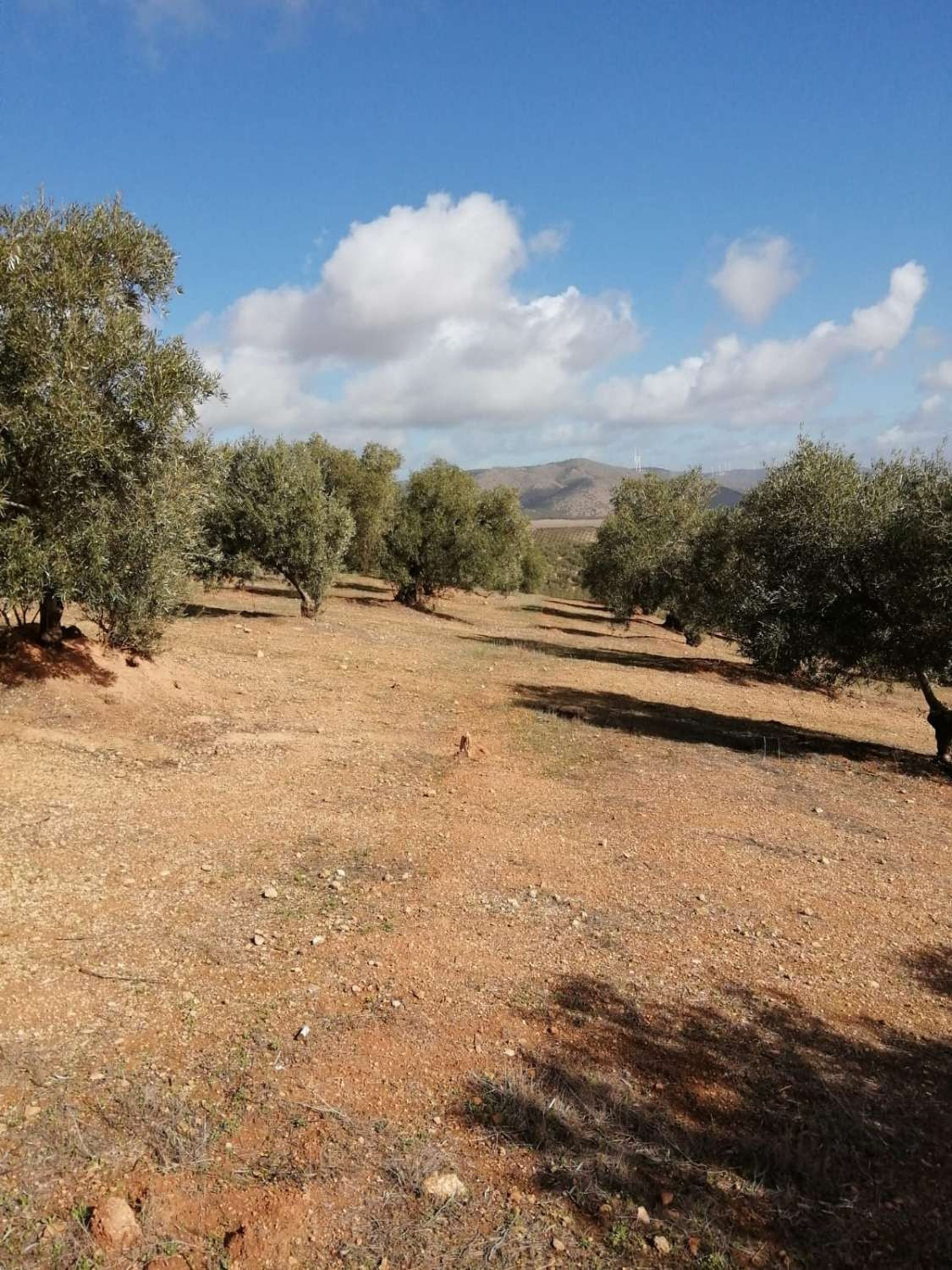 1 Bed Plots for sale in Sierra De Yeguas Málaga, Málaga, Spain