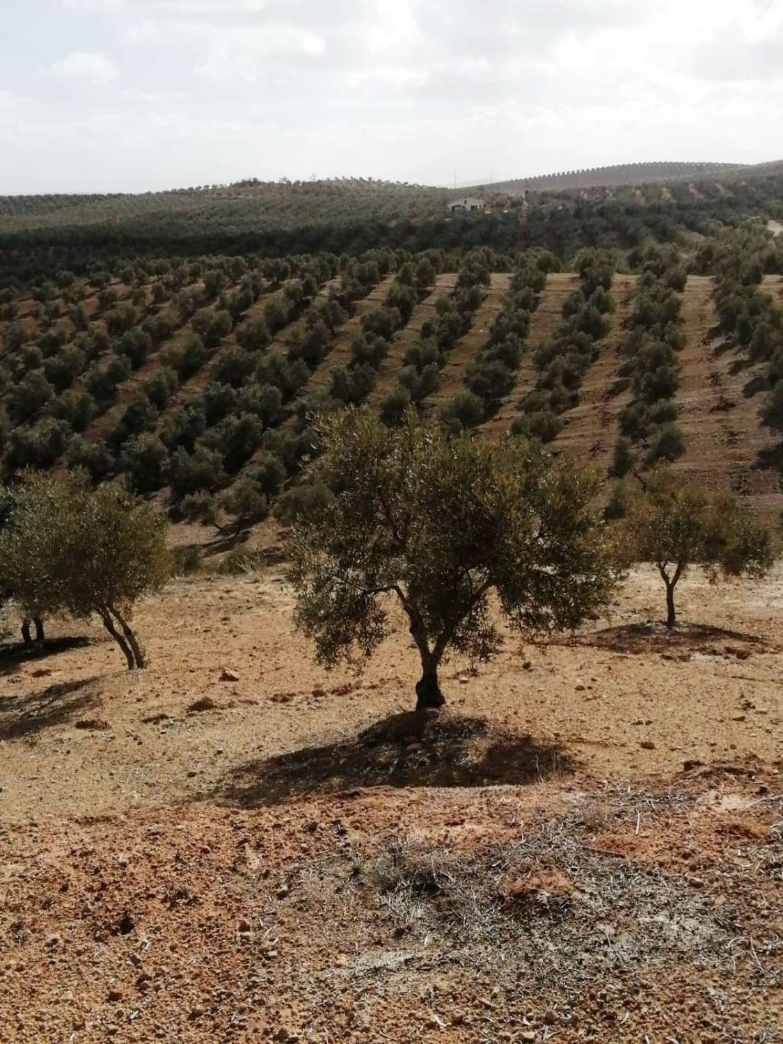 1 Bed Plots for sale in Sierra De Yeguas Málaga, Málaga, Spain