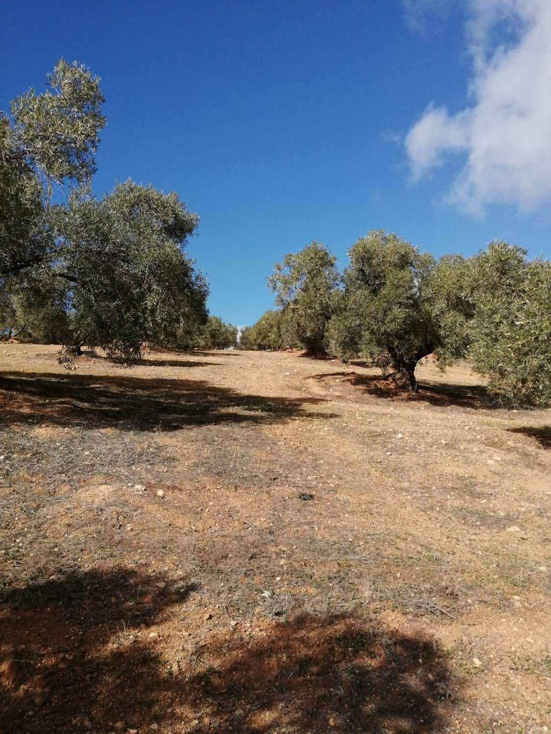 1 Bed Plots for sale in Sierra De Yeguas Málaga, Málaga, Spain