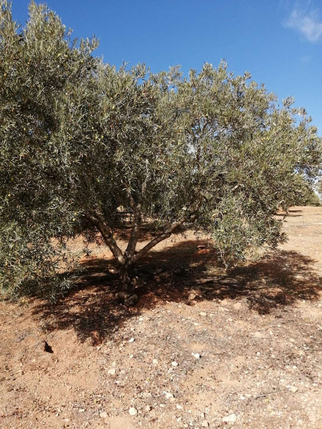 1 Bed Plots for sale in Sierra De Yeguas Málaga, Málaga, Spain