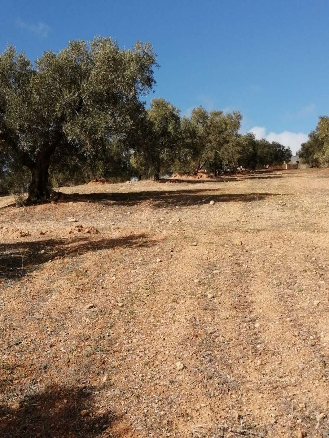 1 Bed Plots for sale in Sierra De Yeguas Málaga, Málaga, Spain