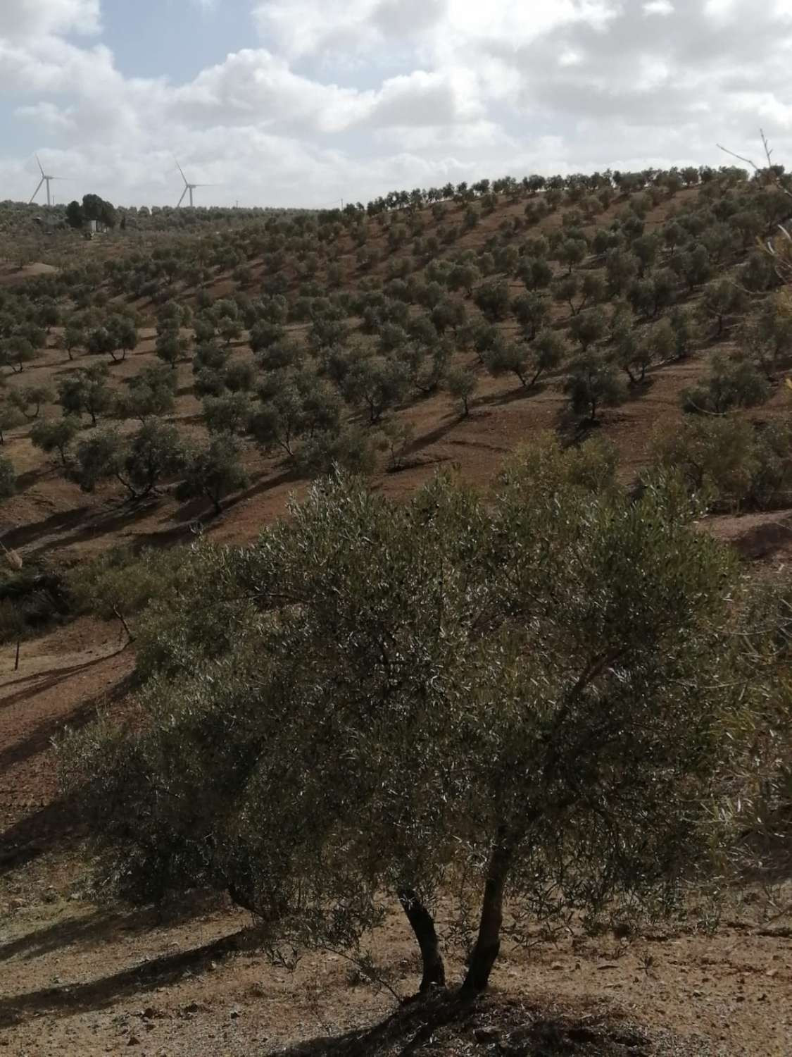 1 Bed Plots for sale in Sierra De Yeguas Málaga, Málaga, Spain