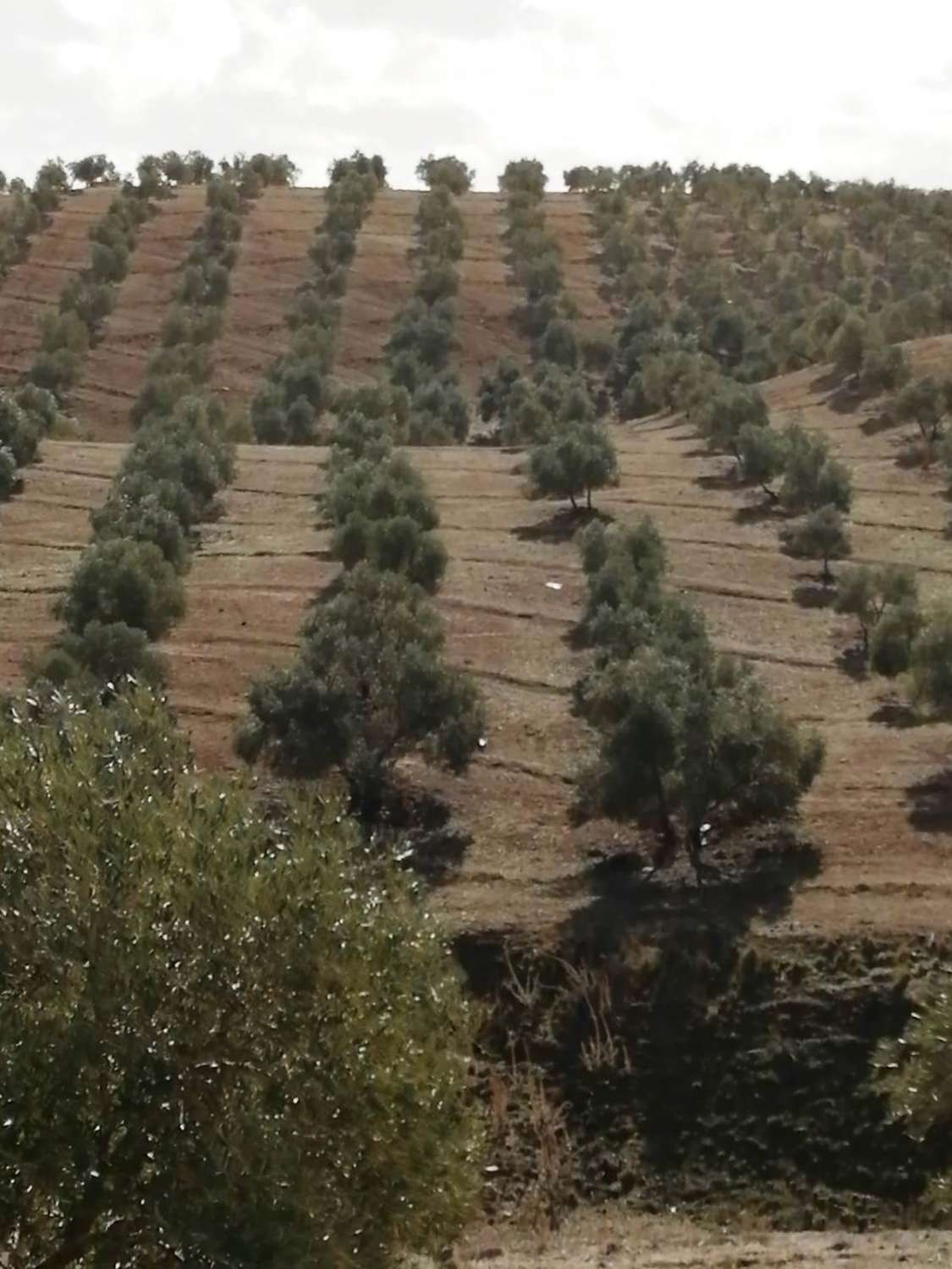 1 Bed Plots for sale in Sierra De Yeguas Málaga, Málaga, Spain