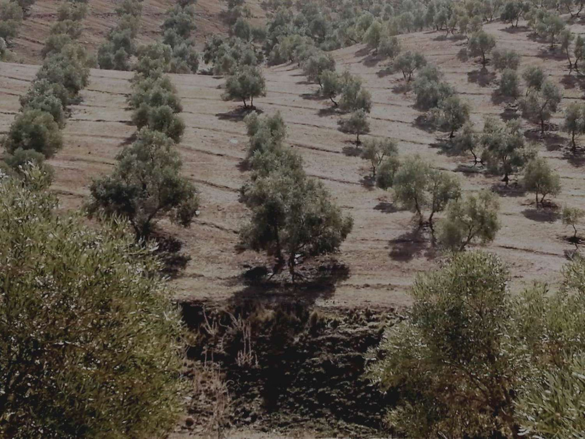 1 Bed Plots for sale in Sierra De Yeguas Málaga, Málaga, Spain