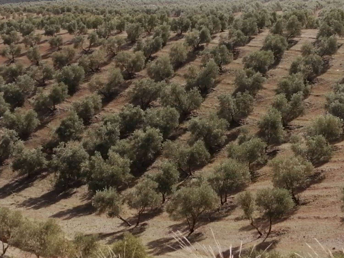 1 Bed Plots for sale in Sierra De Yeguas Málaga, Málaga, Spain