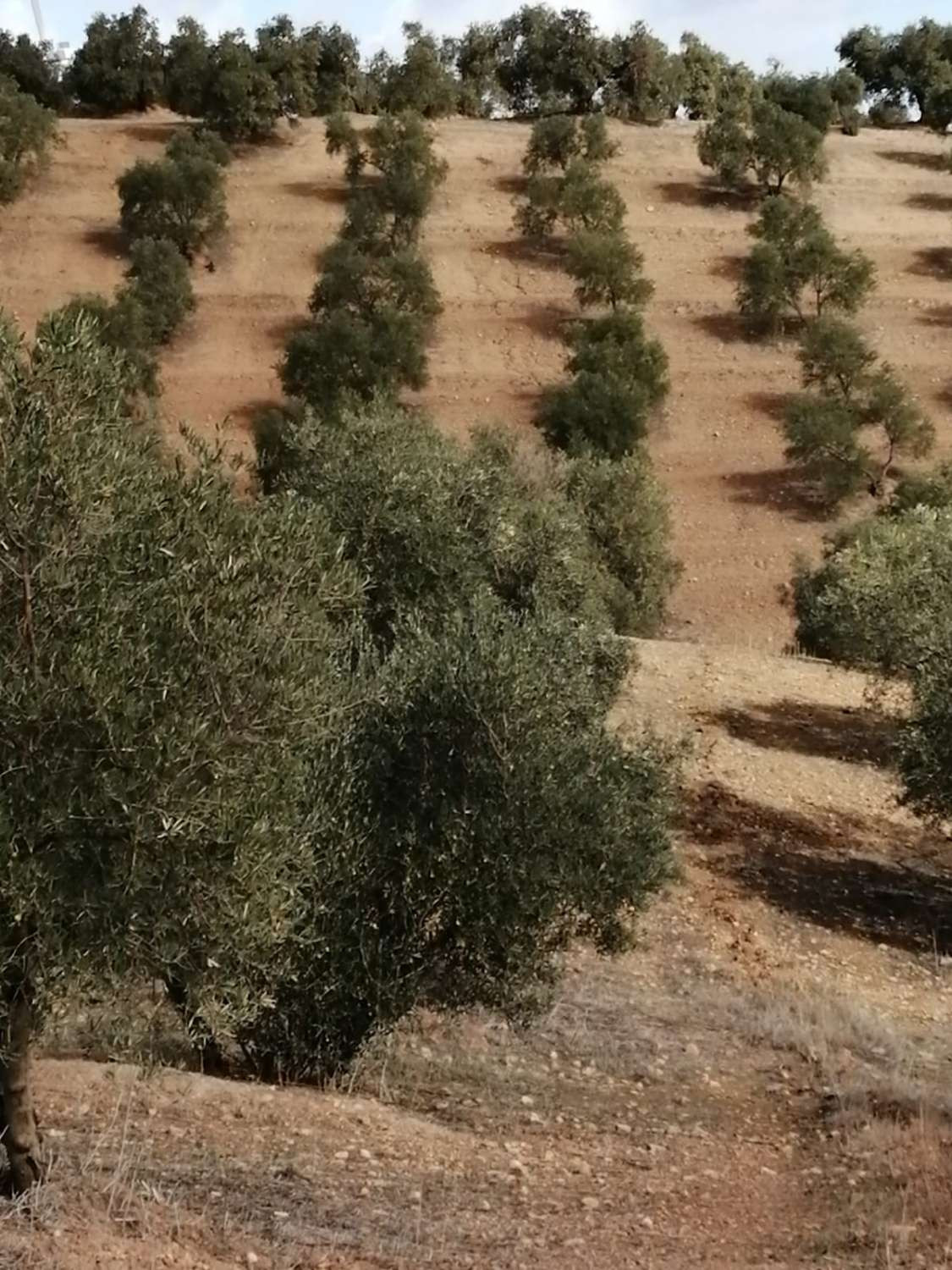 1 Bed Plots for sale in Sierra De Yeguas Málaga, Málaga, Spain