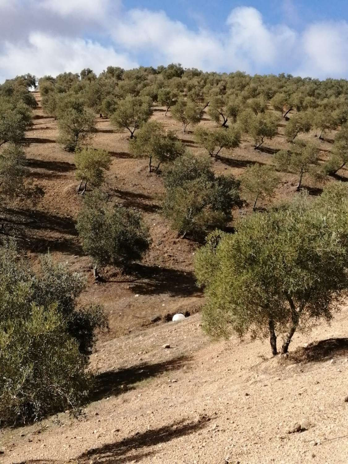 1 Bed Plots for sale in Sierra De Yeguas Málaga, Málaga, Spain