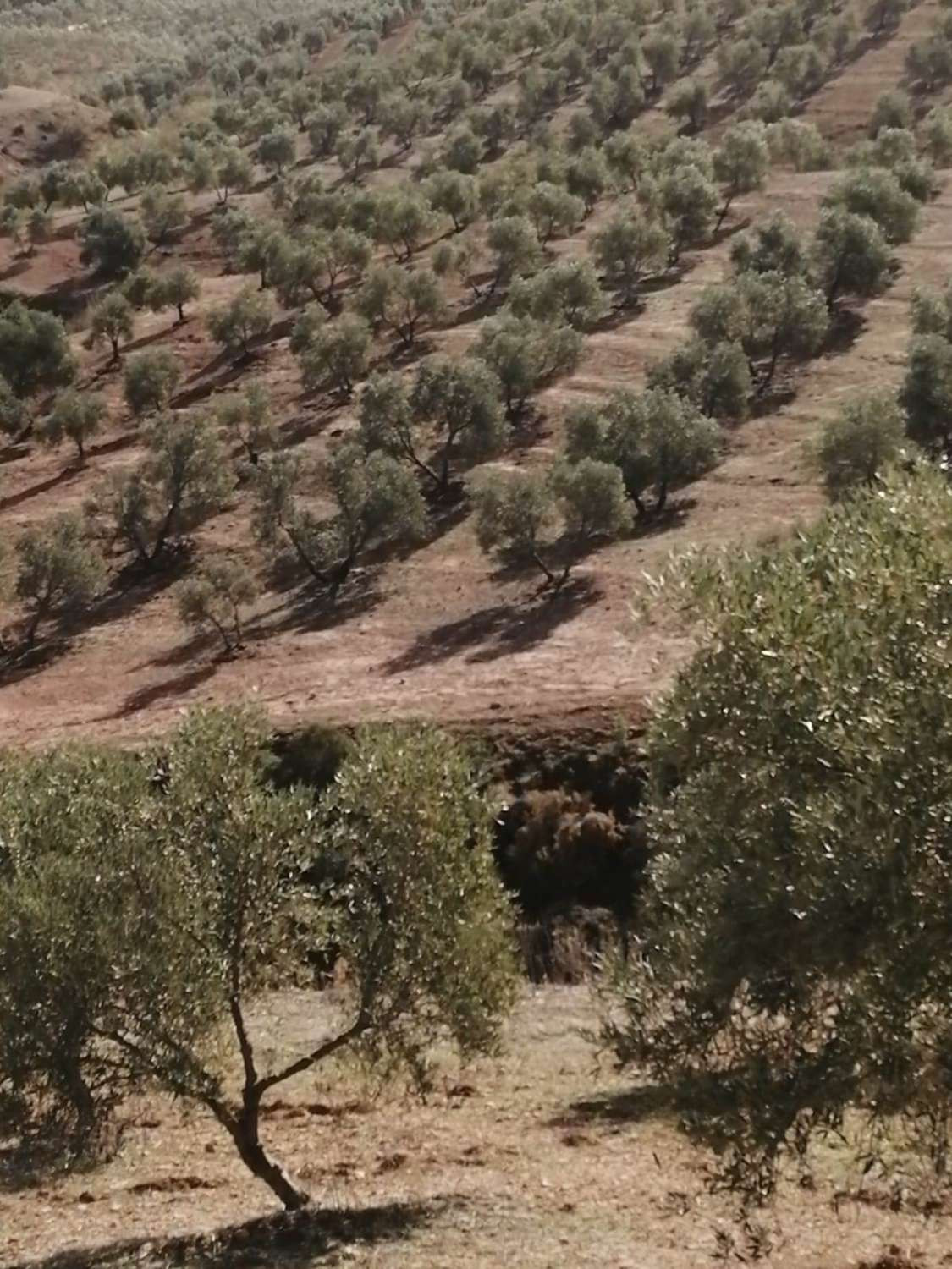 1 Bed Plots for sale in Sierra De Yeguas Málaga, Málaga, Spain