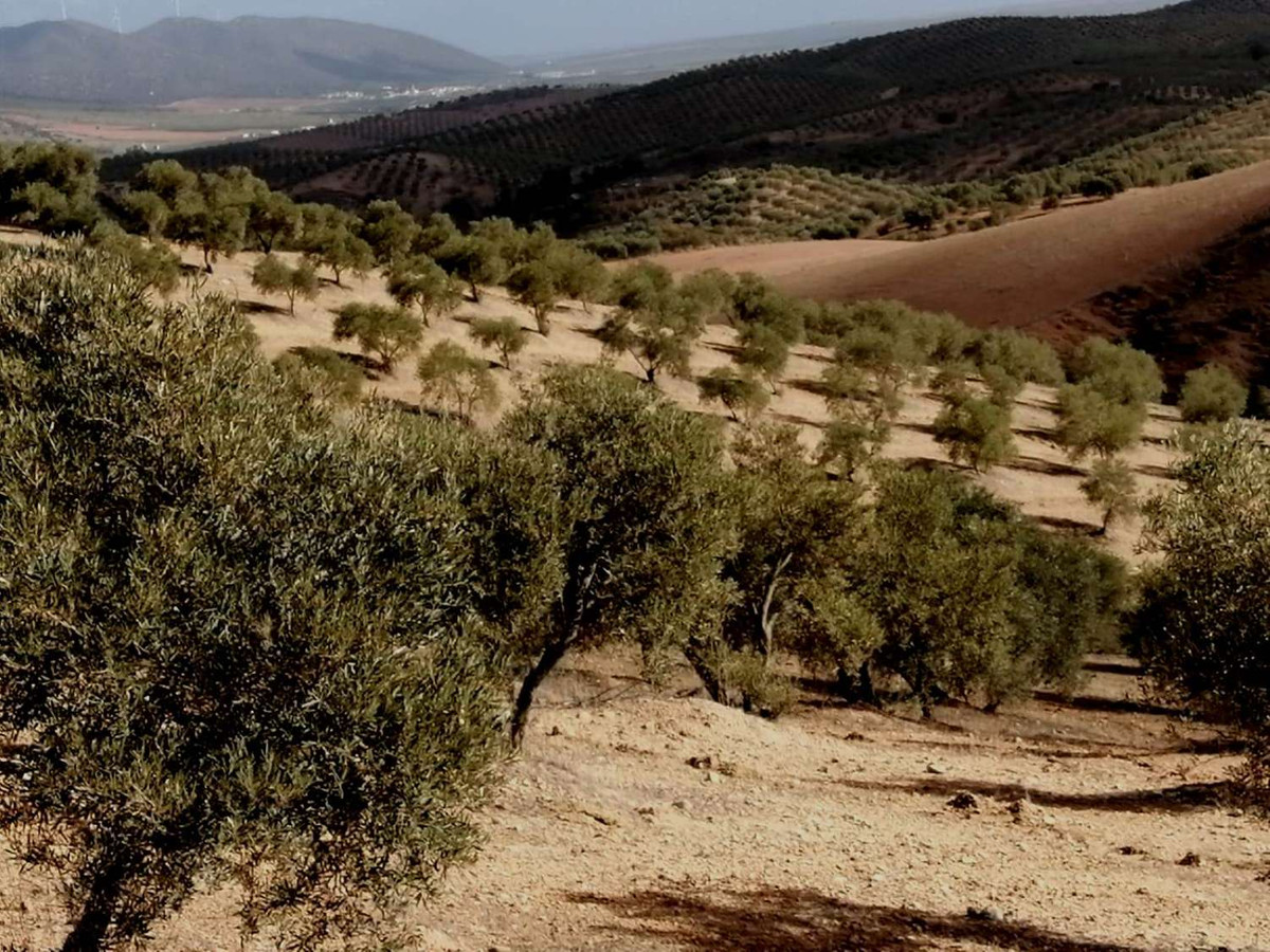 1 Bed Plots for sale in Sierra De Yeguas Málaga, Málaga, Spain