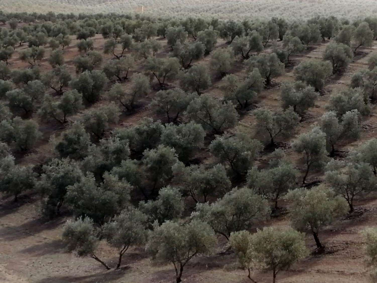 1 Bed Plots for sale in Sierra De Yeguas Málaga, Málaga, Spain