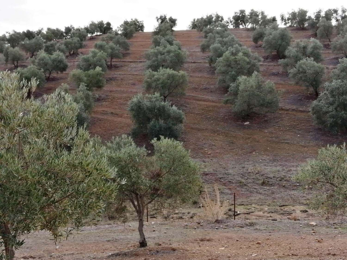 1 Bed Plots for sale in Sierra De Yeguas Málaga, Málaga, Spain