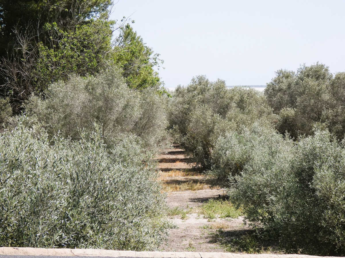 Se vende Finca - Cortijo de 3 dormitorios en Costa Blanca, Alicante, España