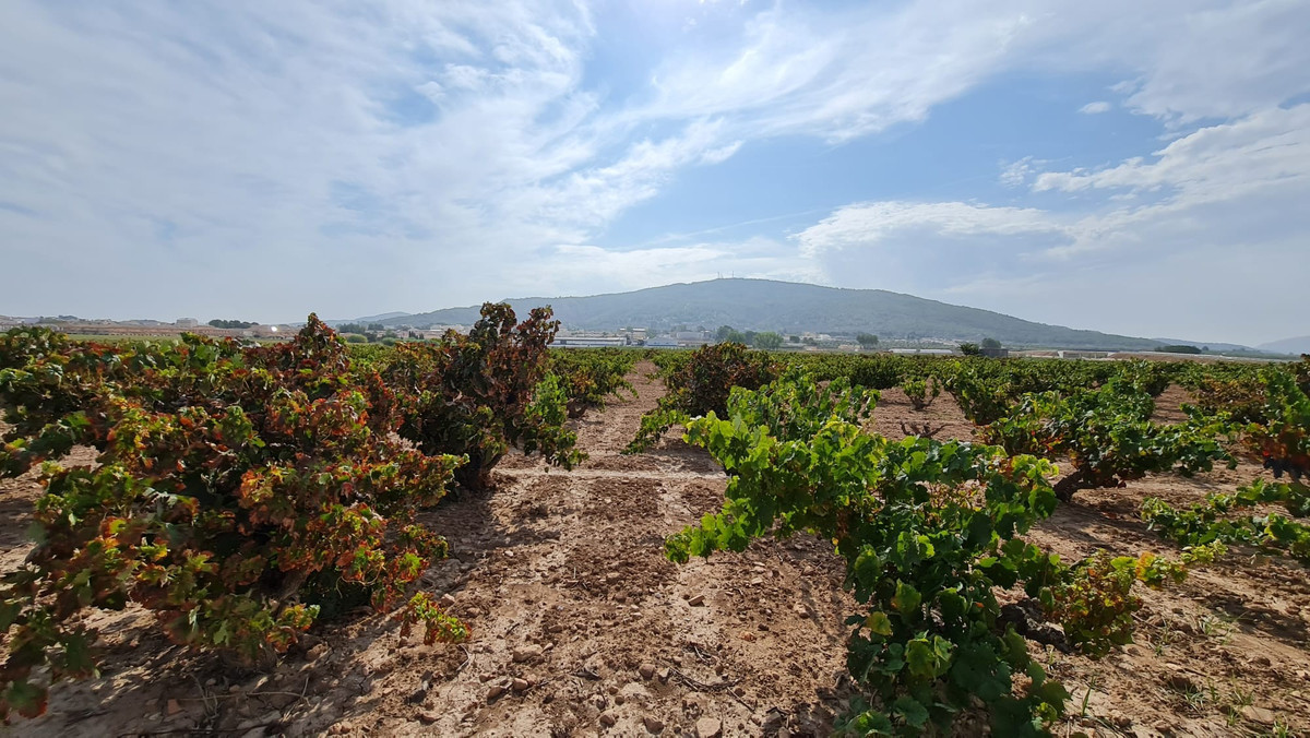 Se vende Terreno Rustico  en Costa Blanca, Alicante, España