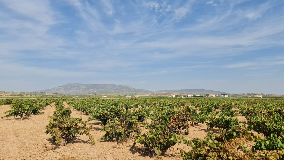 Se vende Terreno Rustico  en Costa Blanca, Alicante, España