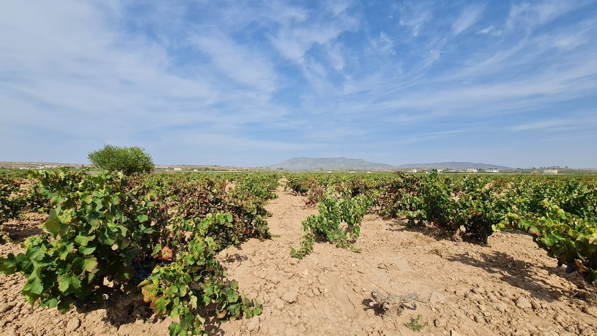 Se vende Terreno Rustico  en Costa Blanca, Alicante, España