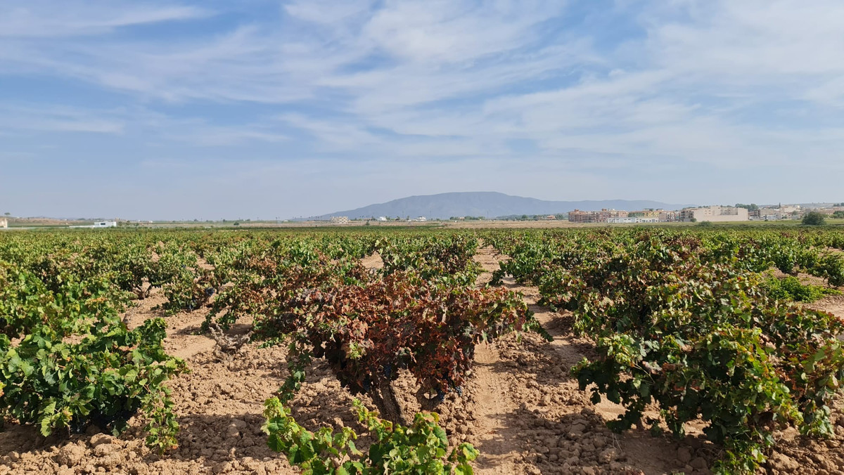 Se vende Terreno Rustico  en Costa Blanca, Alicante, España