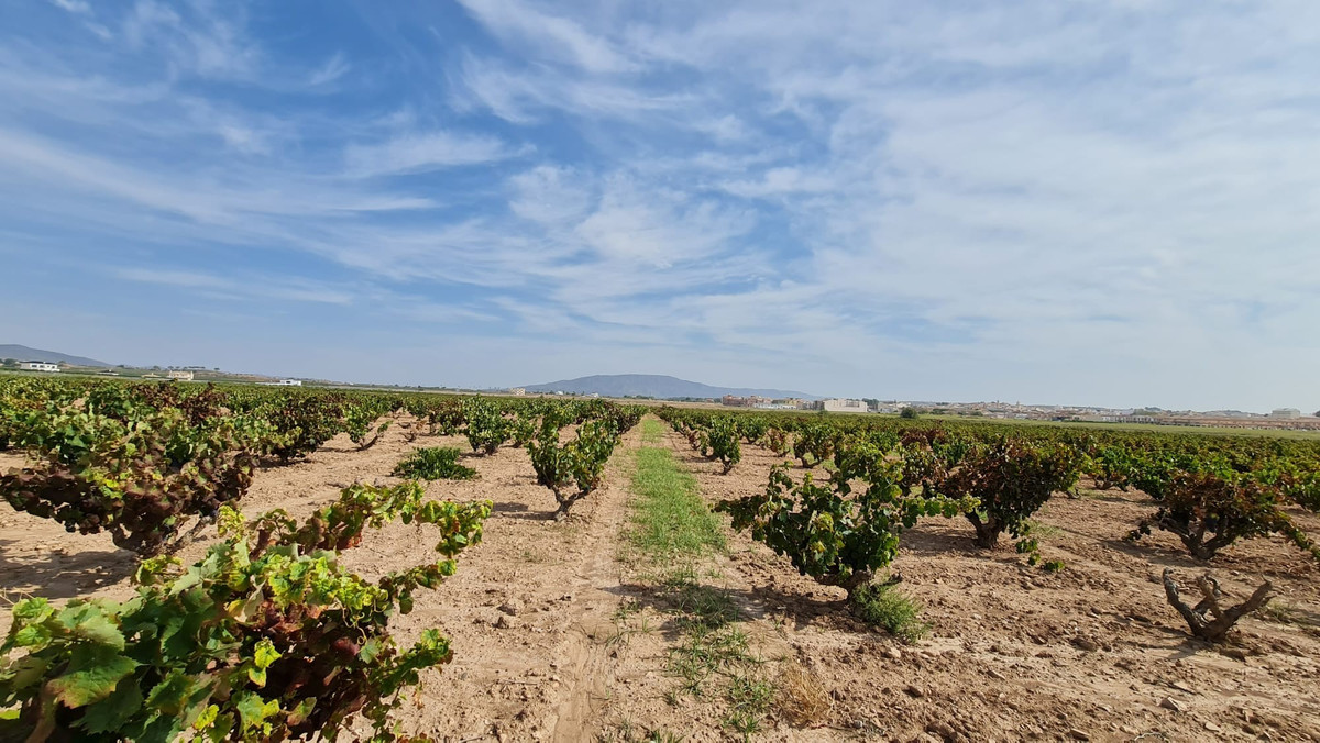 Se vende Terreno Rustico  en Costa Blanca, Alicante, España