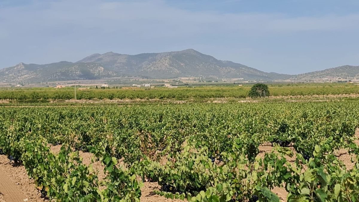 Se vende Terreno Rustico  en Costa Blanca, Alicante, España
