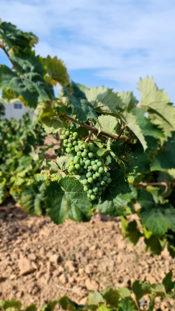 Se vende Terreno Rustico  en Costa Blanca, Alicante, España