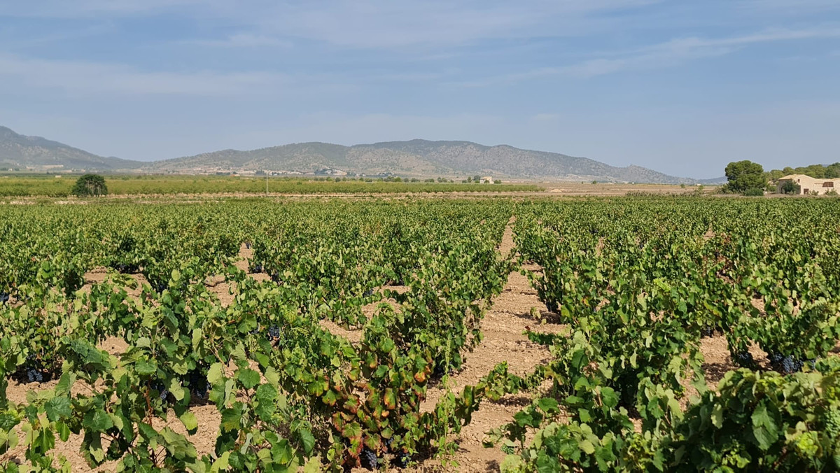Se vende Terreno Rustico  en Costa Blanca, Alicante, España