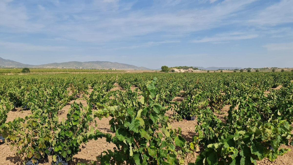 Se vende Terreno Rustico  en Costa Blanca, Alicante, España