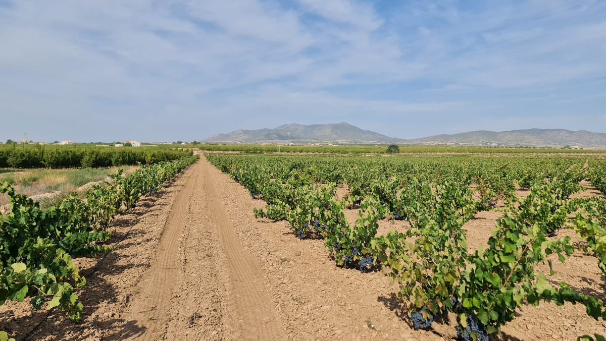 Se vende Terreno Rustico  en Costa Blanca, Alicante, España