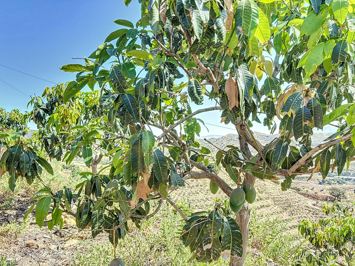 Se vende Terreno Rustico de 1 dormitorios en Costa Del Sol East, Málaga, España
