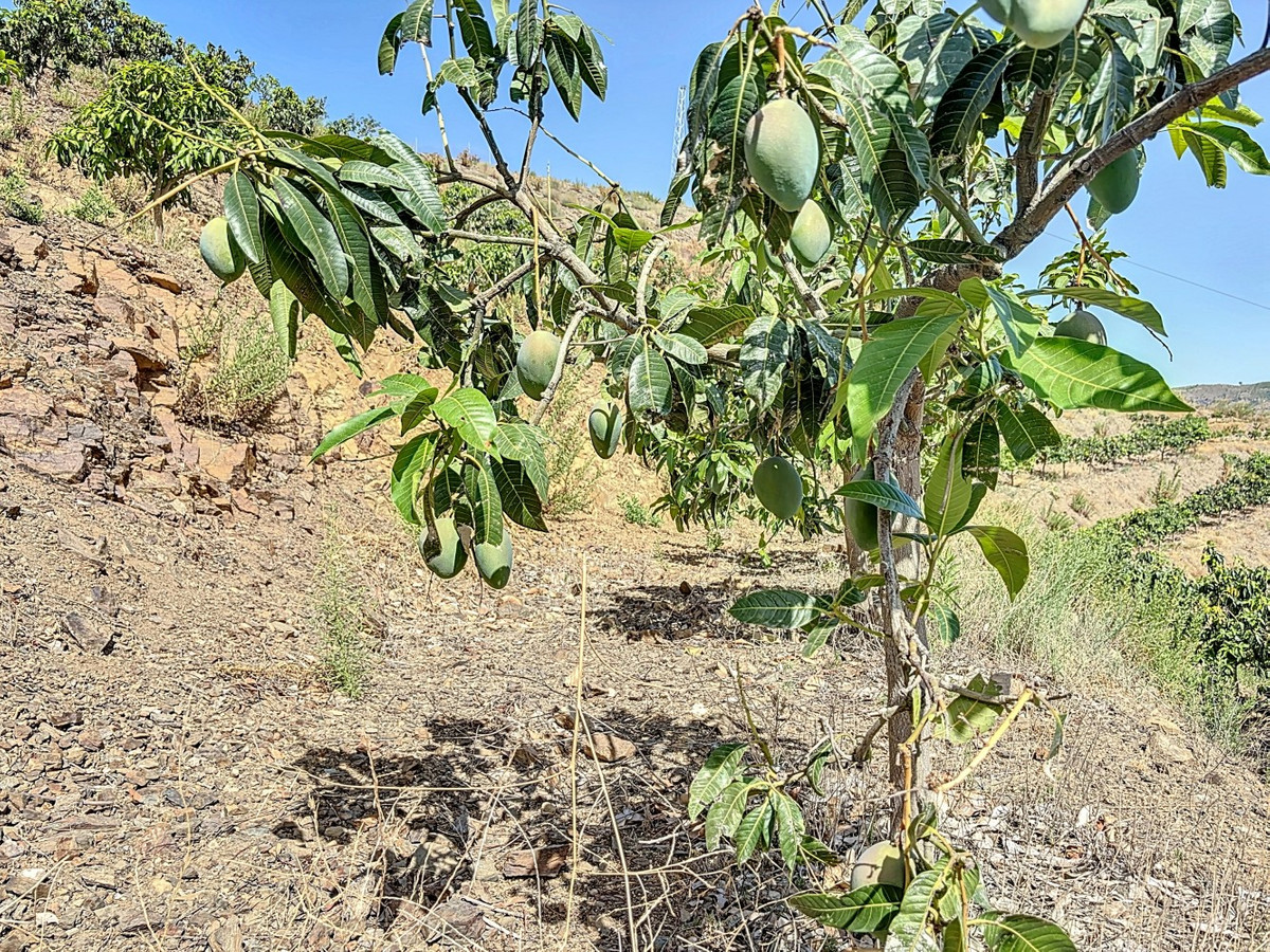 Se vende Terreno Rustico de 1 dormitorios en Costa Del Sol East, Málaga, España