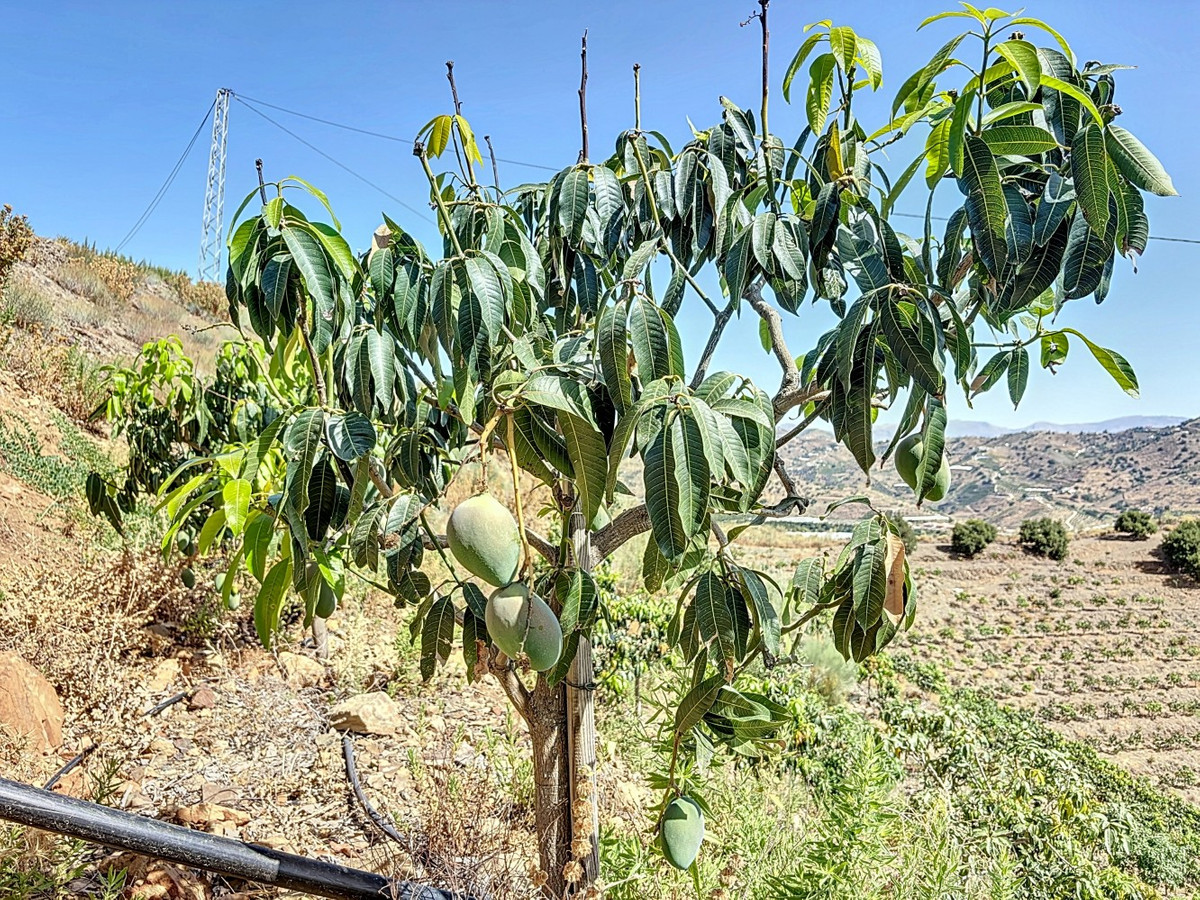 Se vende Terreno Rustico de 1 dormitorios en Costa Del Sol East, Málaga, España