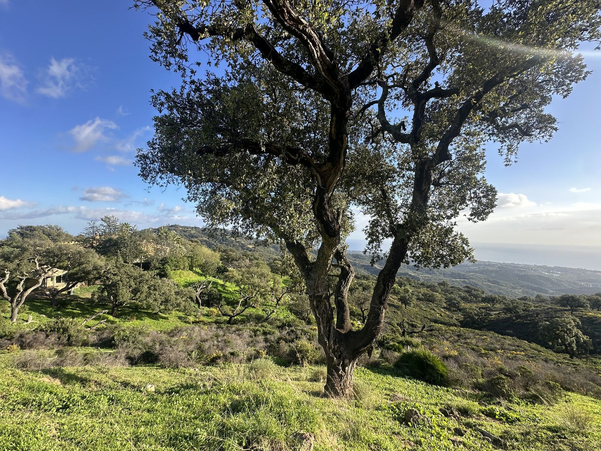 Se vende Terreno Rustico  en Costa Del Sol, Málaga, España