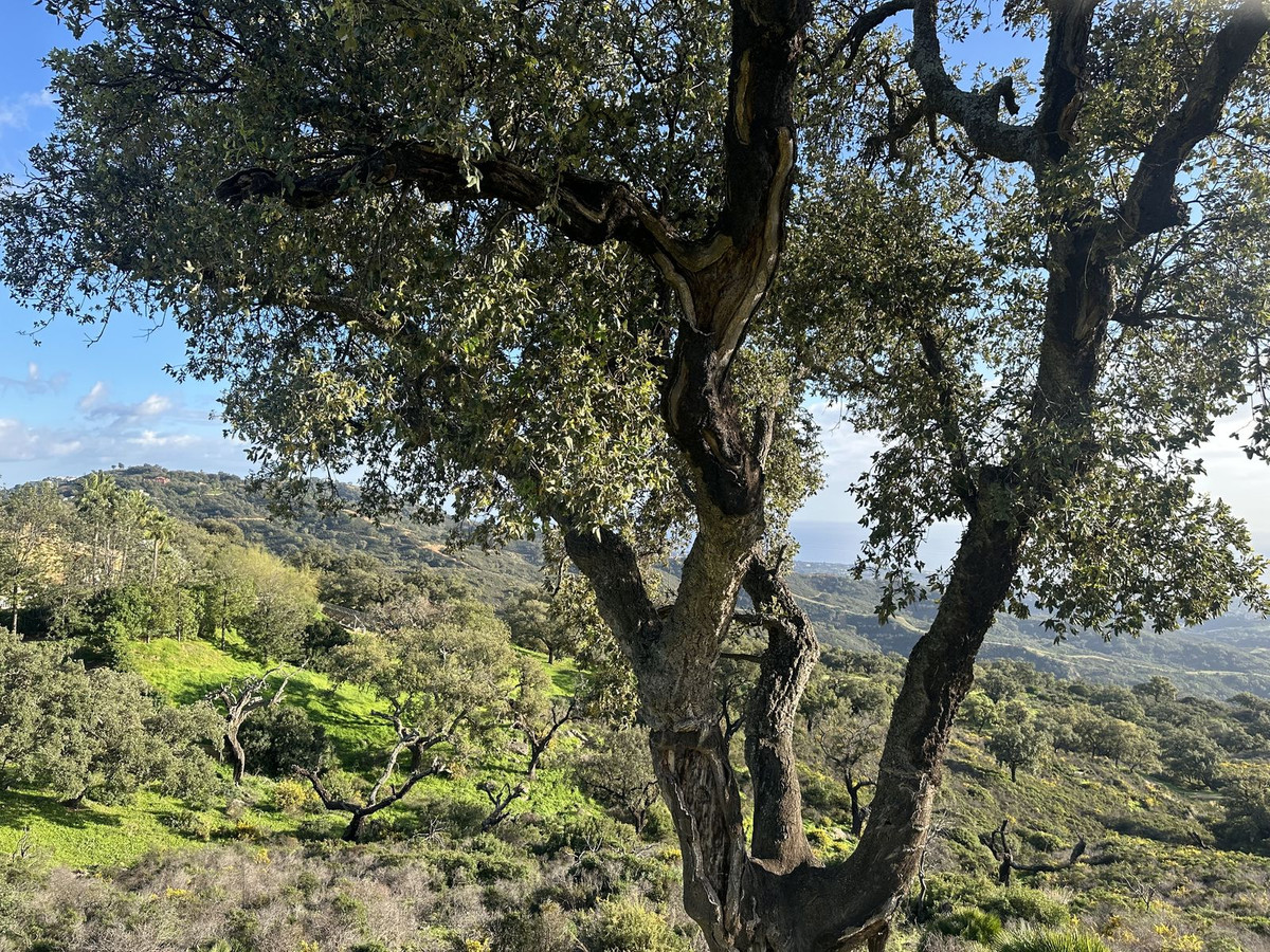 Se vende Terreno Rustico  en Costa Del Sol, Málaga, España