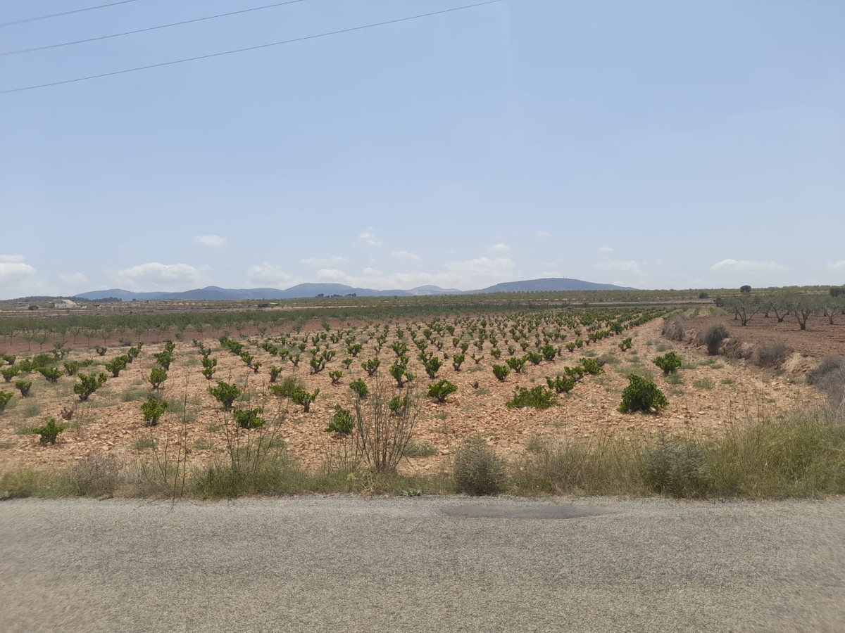 Plots for sale in Pinoso Costa Blanca, Alicante, Spain