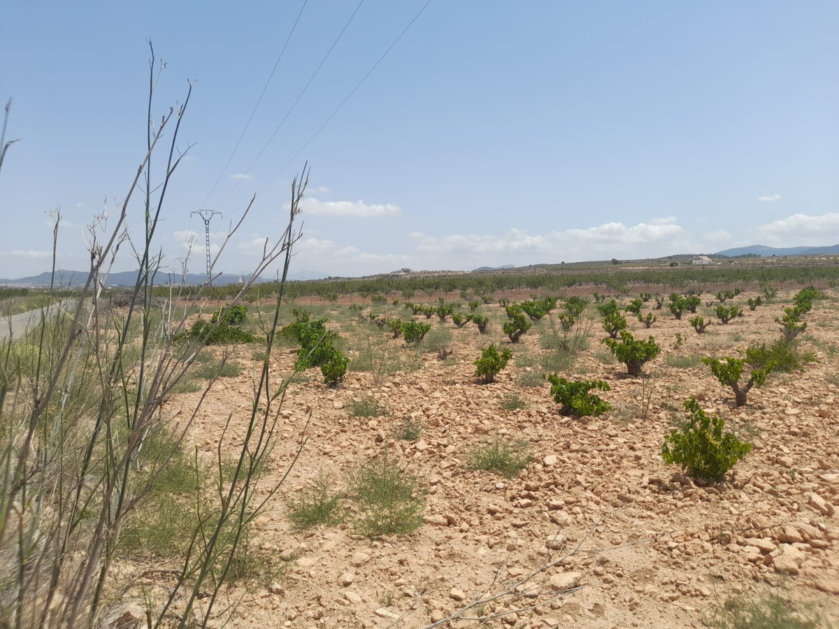 Plots for sale in Pinoso Costa Blanca, Alicante, Spain