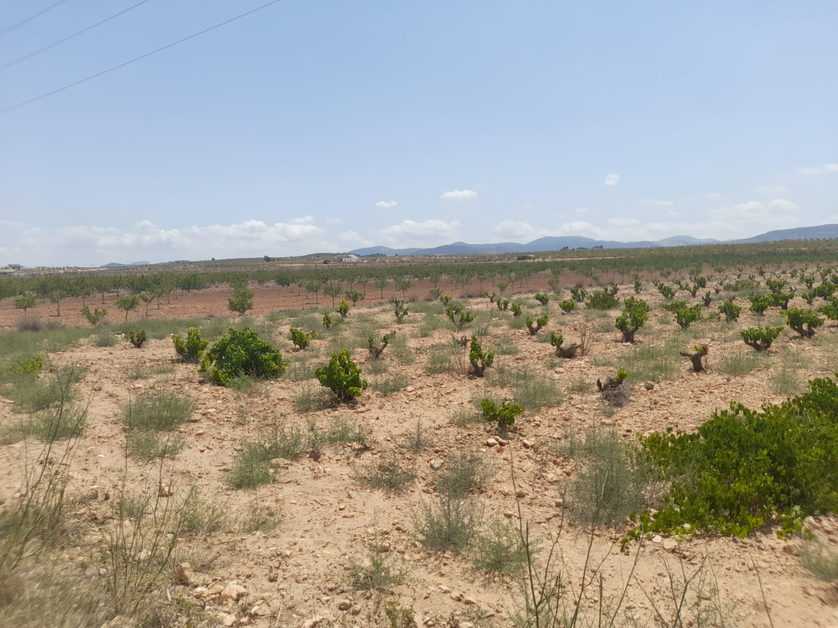 Plots for sale in Pinoso Costa Blanca, Alicante, Spain