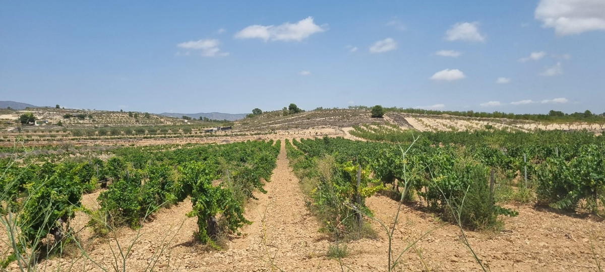 Se vende Terreno Rustico  en Costa Blanca, Alicante, España