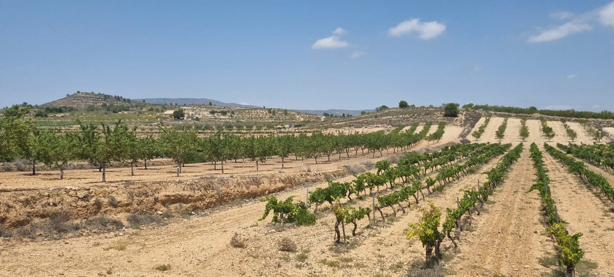 Se vende Terreno Rustico  en Costa Blanca, Alicante, España