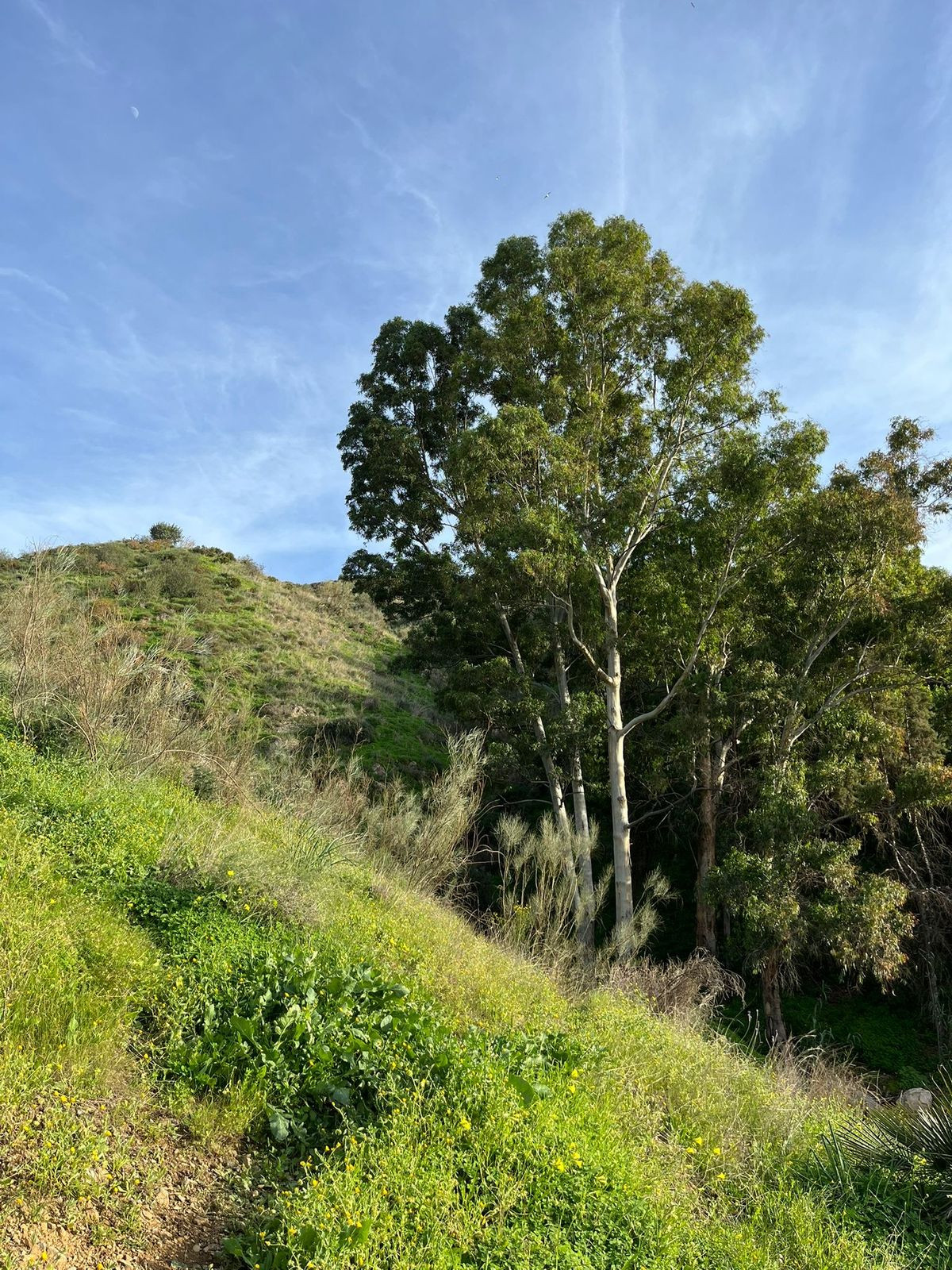 Se vende Terreno Rustico  en Málaga Ciudad, Málaga, España