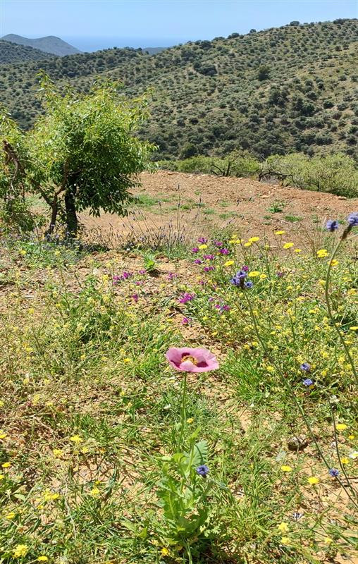 Se vende Terreno Rustico  en Costa Del Sol, Málaga, España