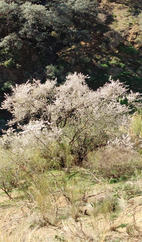 Se vende Terreno Rustico  en Costa Del Sol, Málaga, España