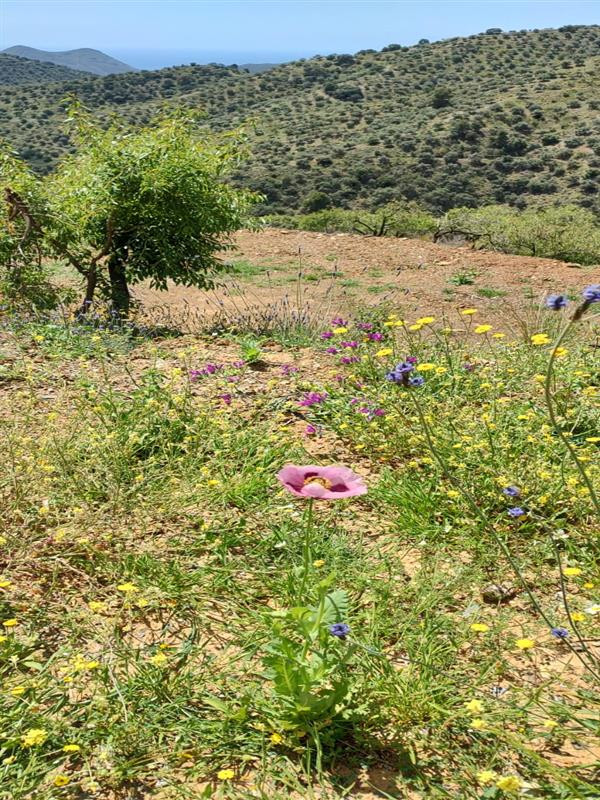 Se vende Terreno Rustico  en Costa Del Sol, Málaga, España