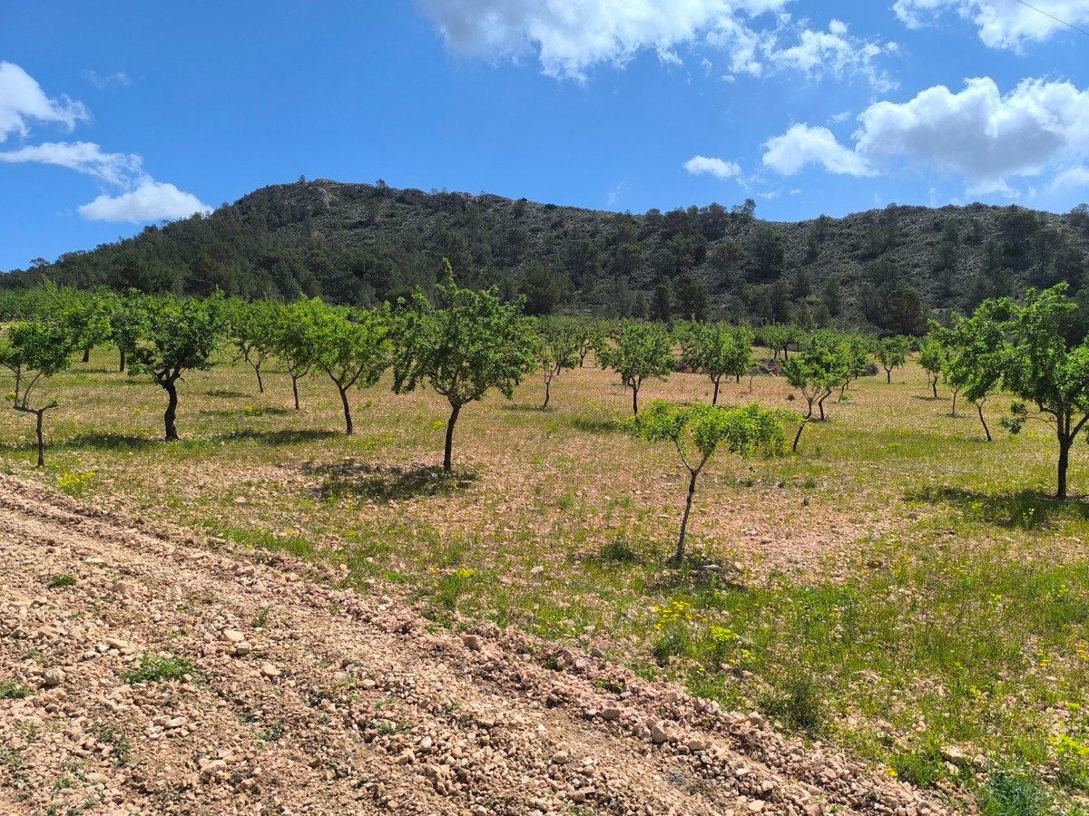 Se vende Terreno Rustico  en Costa Blanca, Alicante, España