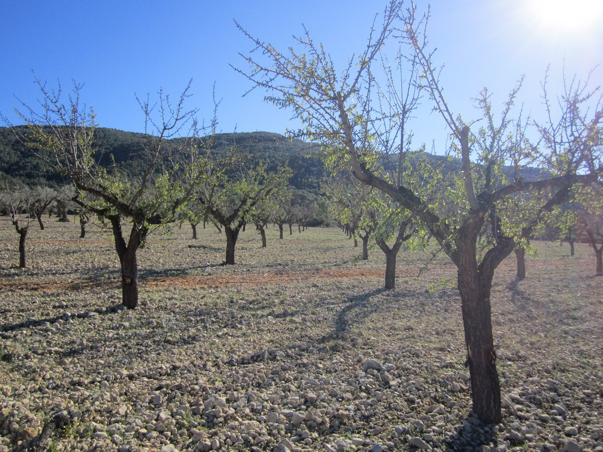 Se vende Terreno Rustico  en Costa Blanca, Alicante, España